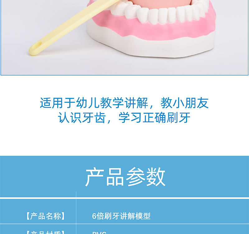 亞馬遜牙齒模型 趣味教學(xué)用品，助力幼兒口腔健康護(hù)理